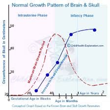 Brain Growth In Children