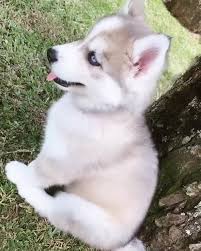 They'll grow into tireless working dogs. Huskies Of Hawaii Home Facebook