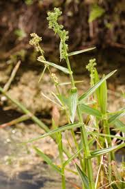 Image result for Fuirena obcordata