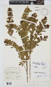 Image result for Otholobium foliosum