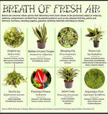 Plants For Inside The Home That Give Benefits Plants Indoor Plants Detox Your Home