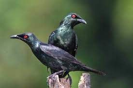 Harga Burung Cucak Keling Gacor Di 2021 Burung Betina Jalak