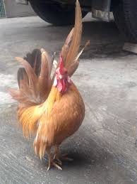 Ayam bangkok ialah sejenis ayam aduan yang populer di asia tenggara dan khususnya di. Nickm Reading Blog Warna Ayam Pamangon Wido Yang Bagus Ciri Ciri Warna Bulu Ayam Bangkok Yang Paling Populer Demikianlah Ulasan Lengkap Tentang Jenis Ayam Bangkok Yang Bagus Dan Terbaik Disertai Gambarnya