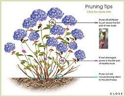 Winterized Hydrangeas Mopheads The Most Common Pink Purple Blue Blooms On Old Stems Removing Dead Stems An Hydrangea Garden Plants Ornamental Plants