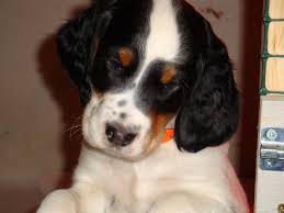 Gordon setter puppies for sale at stores in hicksville new york & lynbrook ny on long island. Gordon Setter Puppies For Sale Uk The Y Guide