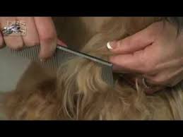 Groomeasy has equipped this slicker brush with a convenient push button that retracts the bristles to easily remove the hair that is caught in them. How To Remove Mats In Your Dog S Fur Drsfostersmith Youtube
