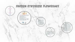 organized flowchart of dna replication and protein synthesis