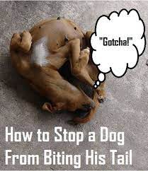 How To Stop A Dog From Biting His Tail Pethelpful
