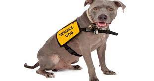 His presence alone is a huge relief during some of the scariest moments of my health. Treatment Of Service Dogs At Restaurants And The Law Fast Casual