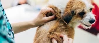 Image result for what do lice look like in dog fur