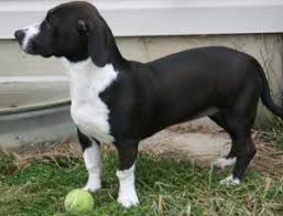 Black And White Basset Hound Puppy Adopt Bessie On Petfinder Hound Dog Cute Dogs Basset Hound Dog