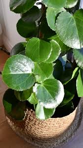 Image result for Cissus rotundifolia