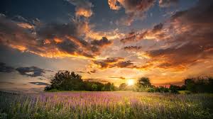 We did not find results for: Wallpaper Summer Flowers Sunset Clouds Nature 1920x1200 Hd Picture Image