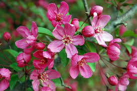 Most of flowering trees in the temperate areas have peak blooming in the spring. Ornamental Trees Small Hardy Trees Can Beautify Yard