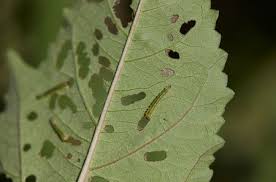 Maybe you would like to learn more about one of these? Identifying And Controlling Cabbage Worms