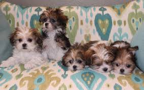 Americanlisted has classifieds in grand junction, colorado for dogs and cats. Welcome To Royal T Mi Kis In Colorado Usa