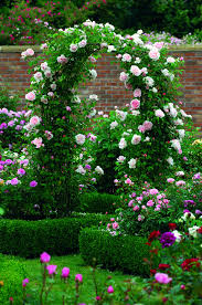 Check spelling or type a new query. St Swithun The Fragrant Rose Company Beautiful Flowers Beautiful Gardens Garden Inspiration