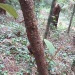 Image result for Combretum illairii