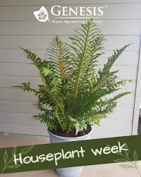 Image result for Blechnum tabulare