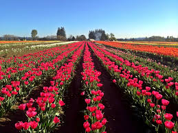 Jun 16, 2021 · the annual bloom of cherry blossoms at downtown portland's waterfront park is impressive, but an even more colorful burst of flowers appears every spring just 32 miles (51 km) south of the city in woodburn. Guide To The Wooden Shoe Tulip Festival Girl Who Travels The World