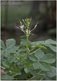 Image result for Cleome gynandra