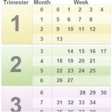 17 Weeks Pregnant Chart Www Bedowntowndaytona Com