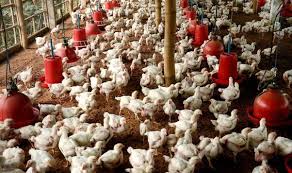 West Bengal Poultry Farming Group + | Facebook