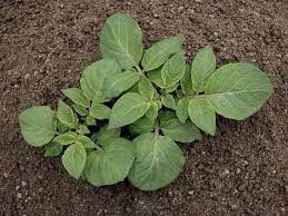The potato plant has a branched stem and alternately arranged leaves consisting of leaflets which are both of unequal size and shape. Dealing With Potato Blight In The Vegetable Garden