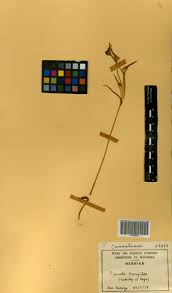 Image result for Cyanotis caespitosa