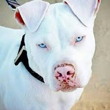 1 239 Likes 17 Comments Pitbull Turkiye Liza Sila On Instagram Masallah De Pitbull Turkiyee Pitbull Tr34 Cute Dogs Animals Beautiful Cute Animals