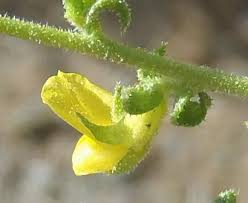 Image result for Melolobium