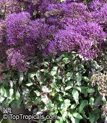 Trachelium caeruleum or blue throatwort is a member of the campanula family and native to the west and central mediterranean region. Trachelium Caeruleum Blue Throatwort Toptropicals Com