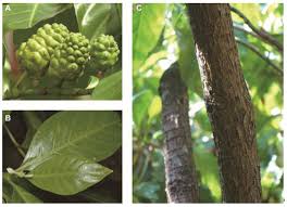 Image result for Morinda