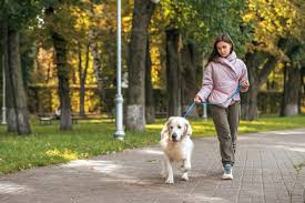 For every 2,000 steps you walk, the app converts them walking dogs can earn you more cash than other apps as you can earn up to $20 for just short walks. Rover Vs Wag Which Dog Walking App Leads The Pack
