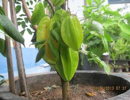 Sebaiknya penanaman bibit belimbing dilakukan pada pagi atau sore hari, ketika matahari tidak bersinar terlalu terik. Cara Sukses Budidaya Belimbing Di Halaman Rumah Atau Di Pot