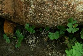 Image result for Actiniopteris radiata