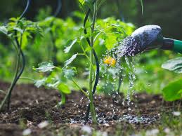 This diy water irrigation system follows the same basic plan as others and it is really easy to assemble. When To Water Plants The Best Time To Water Vegetable Garden
