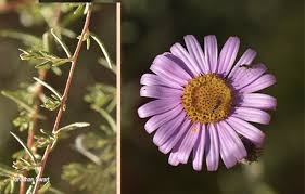 Image result for Athrixia