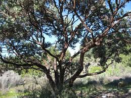 Image result for Maerua grantii