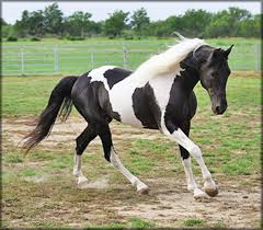 Black And White Paint Horses For Sale In Texas Epingle Par Louise Rsn Sur Equitation Cheval Pie Cheval