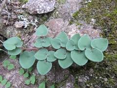 Image result for Pellaea longipilosa