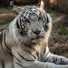 Did You Know That When It Snows My Eyes Tiger Creek Wildlife Refuge Tyler Texas Did You Know There Are Two Types Of White Tigers The Snow White And The Royal Animal Sanctuary Animals Tiger Tattoo