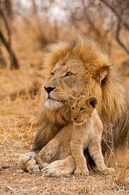 Pin On Lion