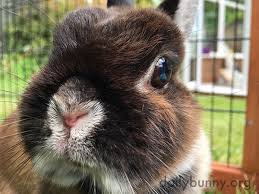 A Bunny Nose So Close Up You Can Boop It The Daily Bunny Daily Bunny Bunny Boop