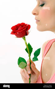 Red rose in hand hi-res stock photography and images
