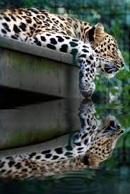 Lazy Leopard Animals Beautiful Wild Cats Animals