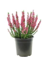 Image result for Calluna vulgaris