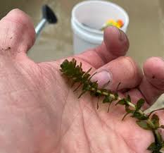 Image result for Elodea