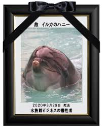 2020年3月29日 イルカのハニー死去 2005年に太地町イルカ追いこみ猟で囚われ絶望の世界で苦しみぬいた一生 水族館と観客に奪われた命 今度こそハニーに約束してください 2度と加害者にならないと イルカのハニー追悼 イルカビジネスに終止符を 水族館を