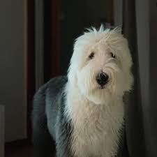 14 Massive Facts About Old English Sheepdogs Petpress Old English Sheepdog Puppy Old English Sheepdog English Sheepdog
